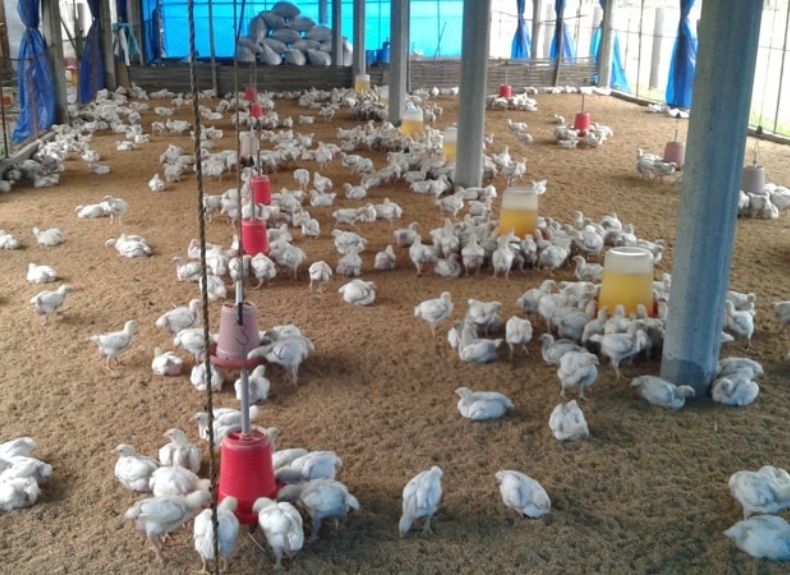 अखेर महाराष्ट्रातही बर्ड फ्लू’चा शिरकाव झालाच; परभणीत ८०० कोंबड्यांचा बर्ड फ्लू’ने मृत्यू