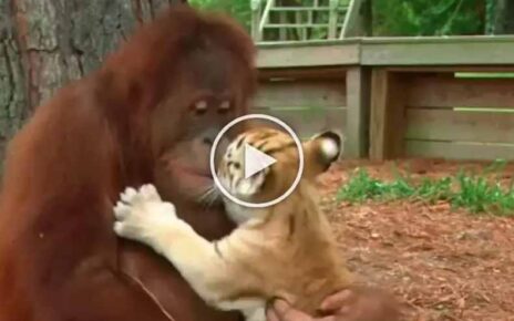 आई शेवटी आईच असते! माकडानं पाजलं वाघांना दूध, अचंबित करणारा व्हिडीओ व्हायरल