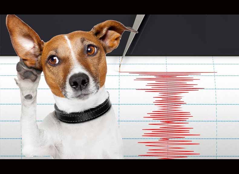 प्राण्यांना भूकंपाबद्दल माणसांआधीच माहिती मिळते? ‘आपण’ त्यांचे संकेत कसे ओळखू शकतो?